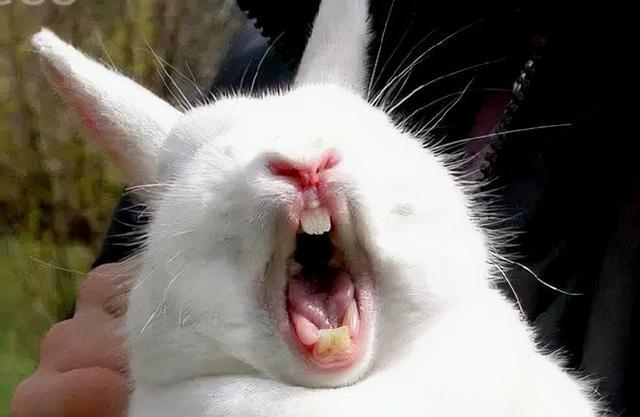 兔子的牙齿的特点